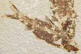 Fossil Fish (Knightia) - Green River Formation #233115-1
